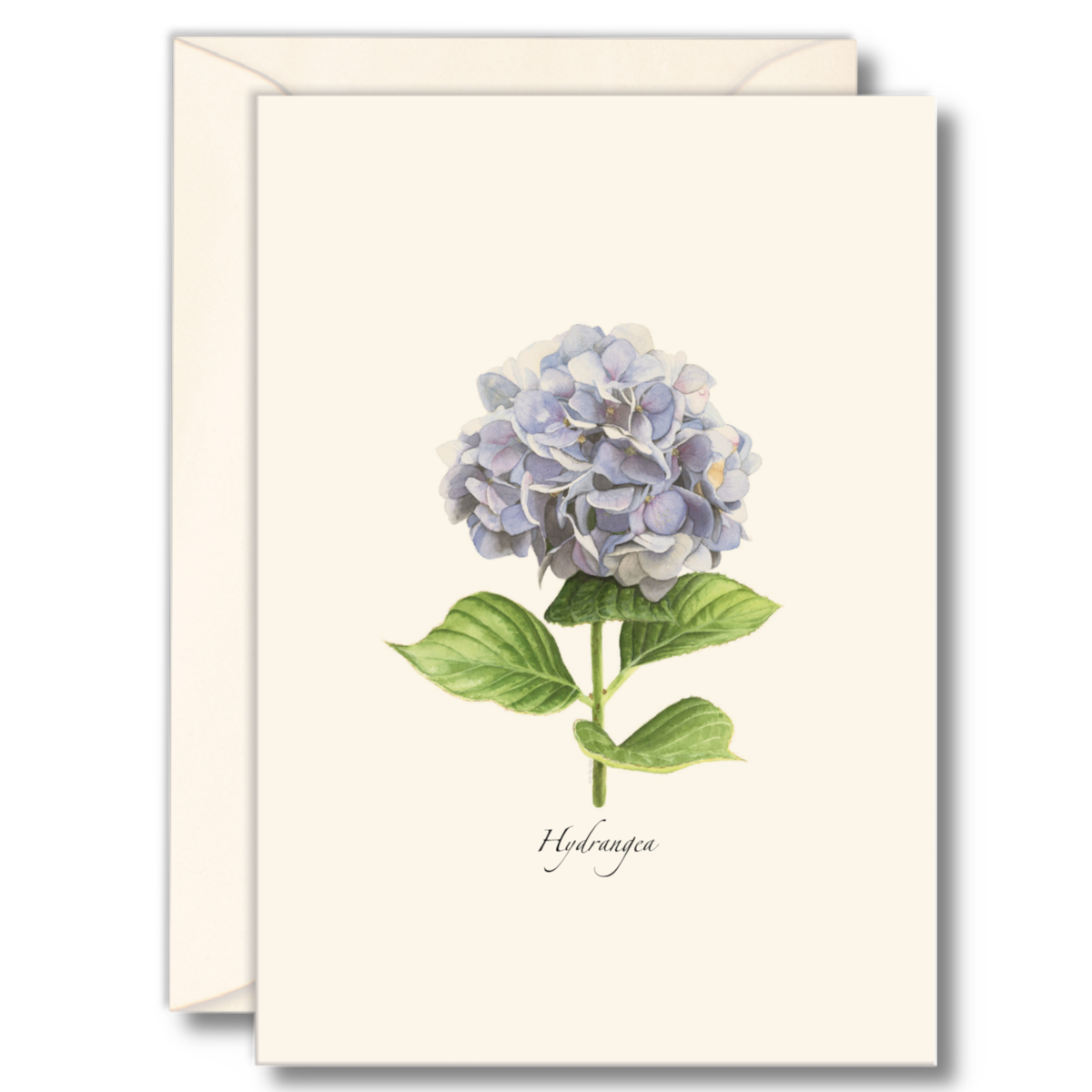 Hydrangea boxed notes