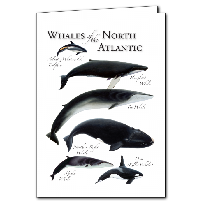 Whales of NA GC