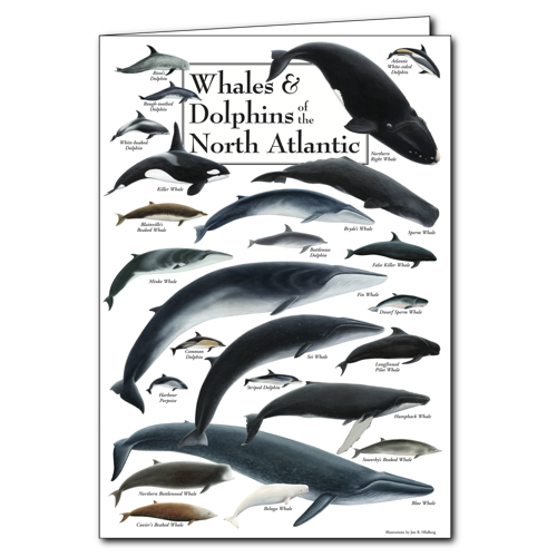 Whales and Dolphins of NA GC