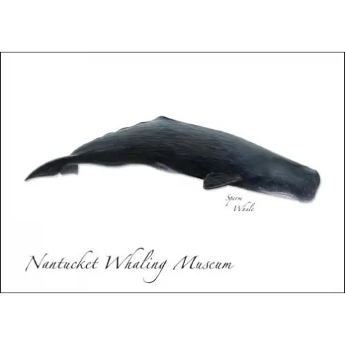 NWM Sperm Whale GC