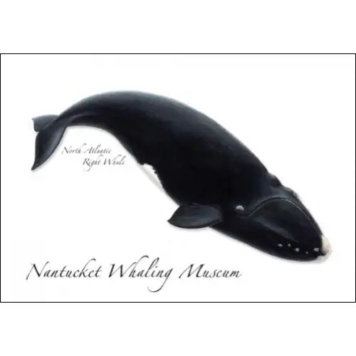 NHA Right Whale GC