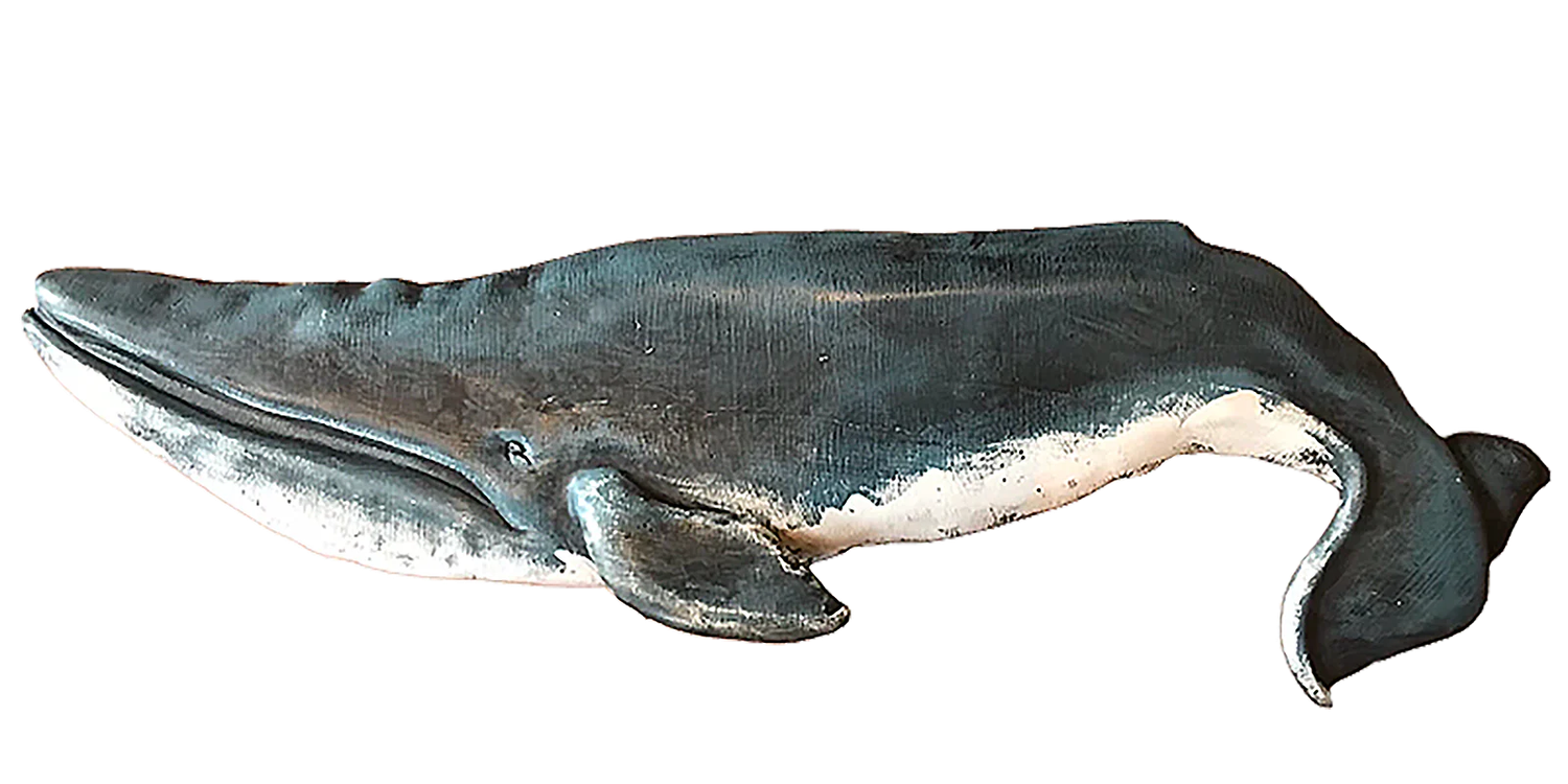 Whale 30 " Humpback by Sunny Wood