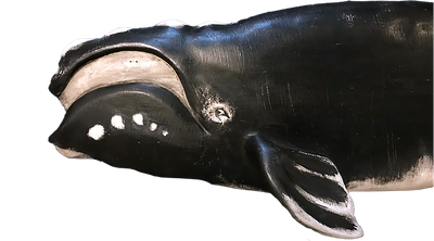 Right Whale by Sunny Wood
