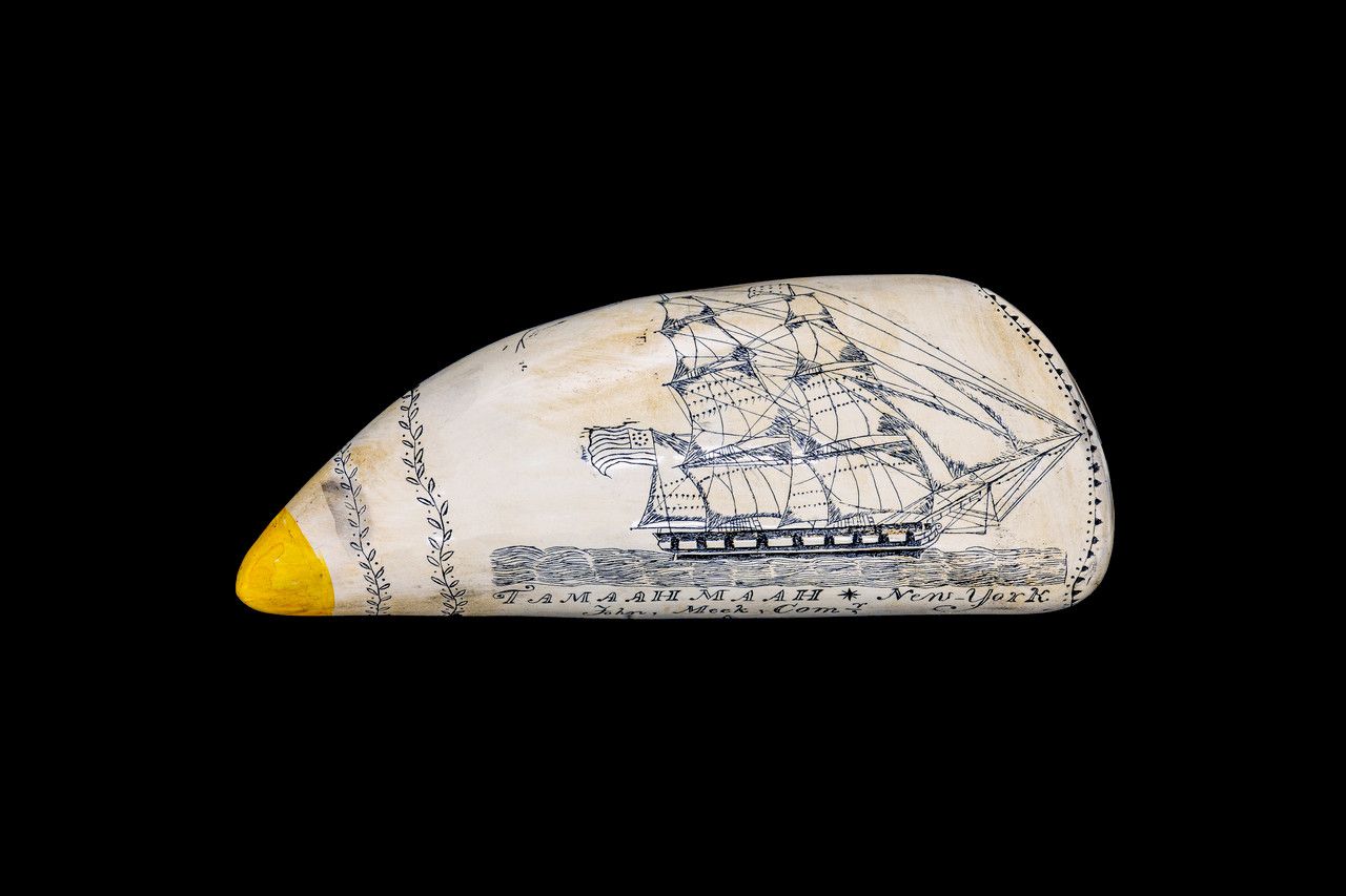 Scrimshaw Tooth, Reproduction Scrimshaw, Chinchilla