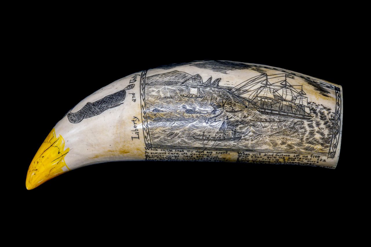 Scrimshaw Tooth-Bethel