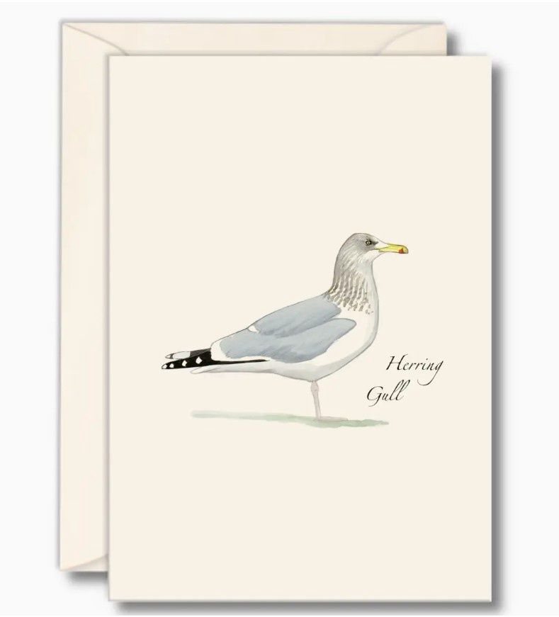 Herring Gull boxed notes