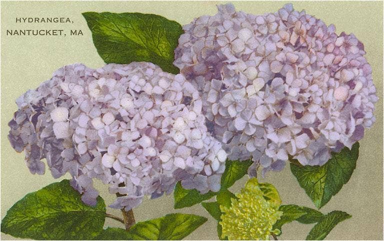 Hydrangeas, Nantucket Greeting Card,
