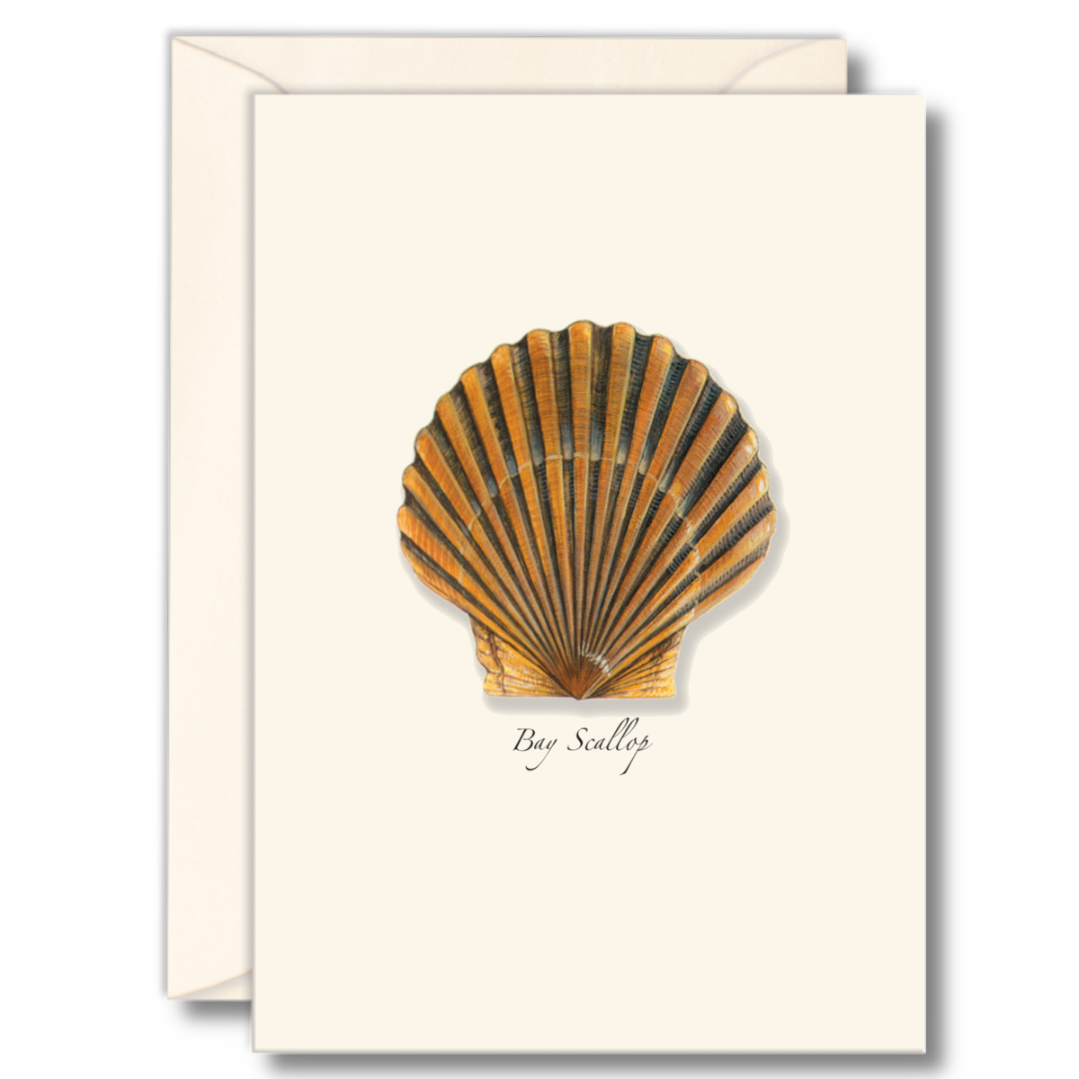 Bay Scallop Notecard Set