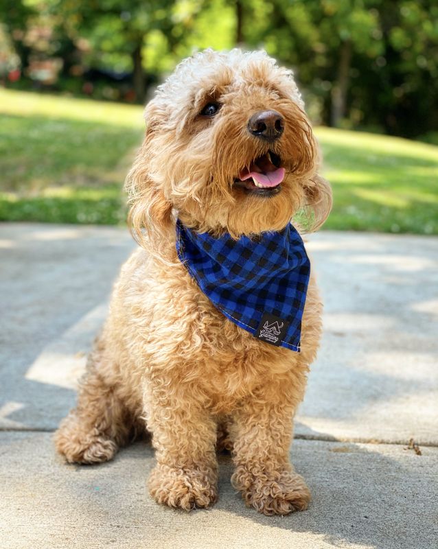 Vintage Doggy Bandana
