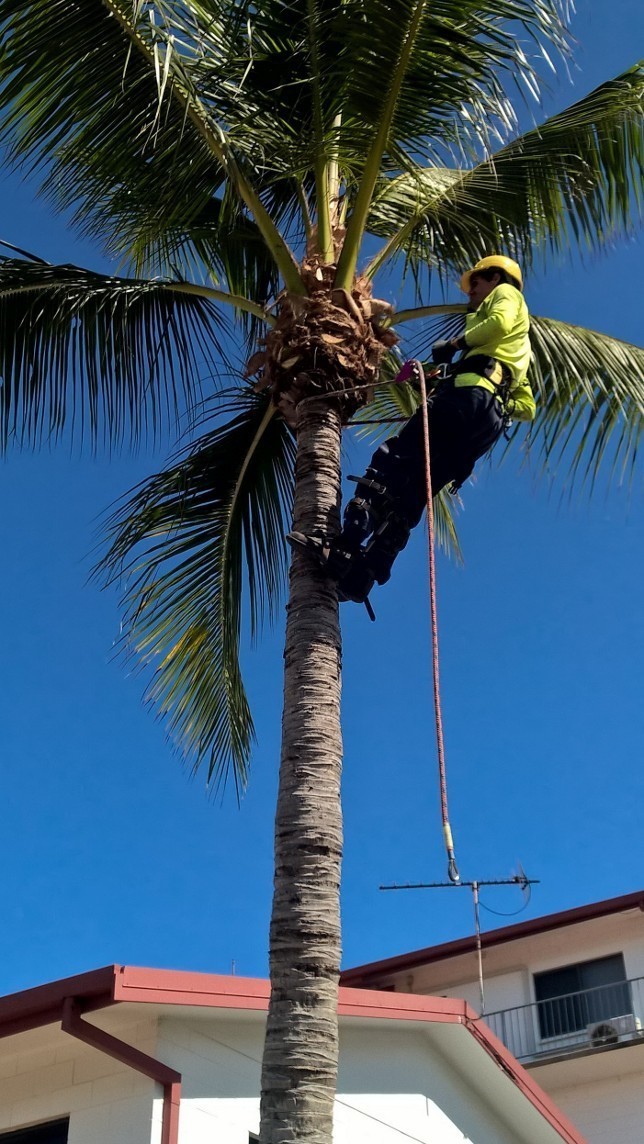 Tree De-nutting Service - per hour Tree De-nutting Service - per hour