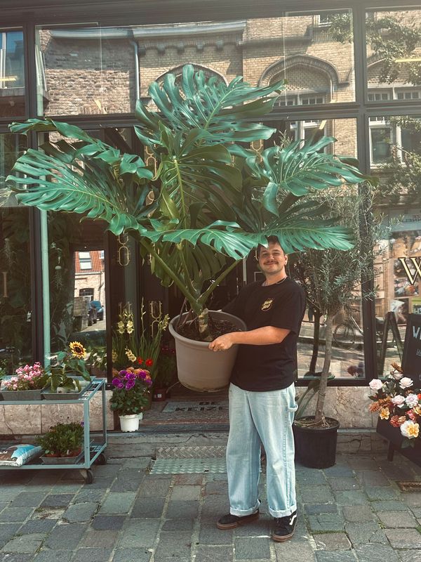 Workshop "Planten verzorgen, verpotten & stekken" 18/01/2026