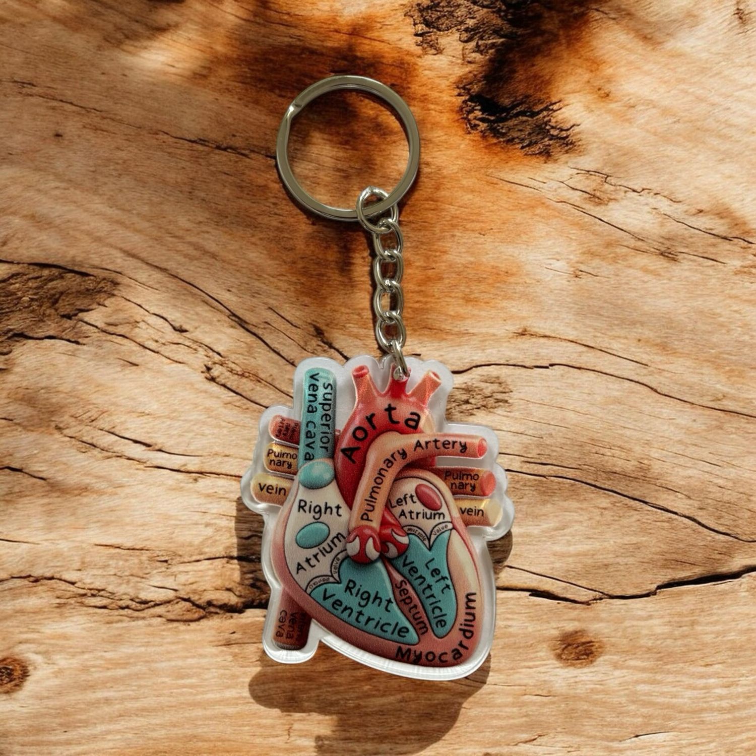 Sleutelhanger anatomie hart