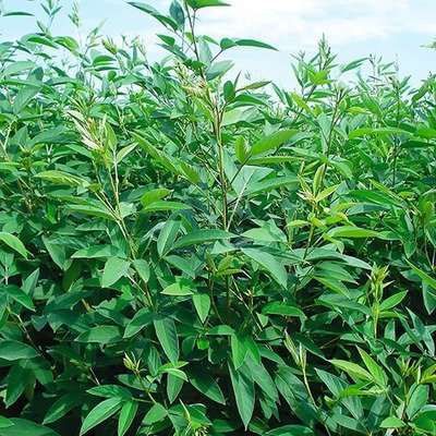 Sunn Hemp