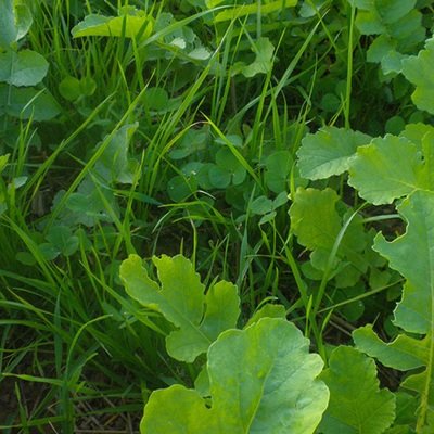 Cover Crop Seed