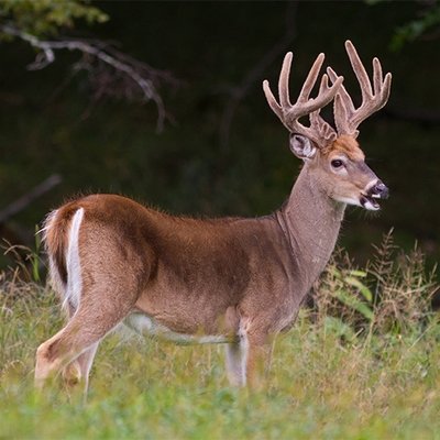 Wildlife Food Plot Seed