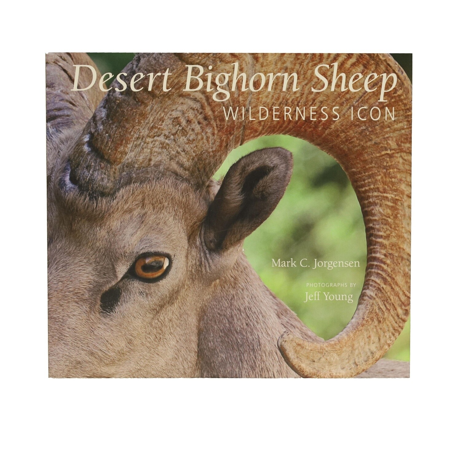 Desert Bighorn Sheep by Mark C. Jorgensen