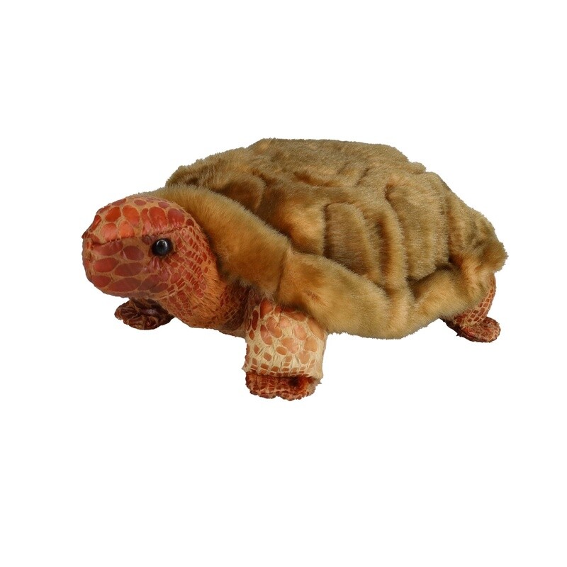 Speedy Tortoise