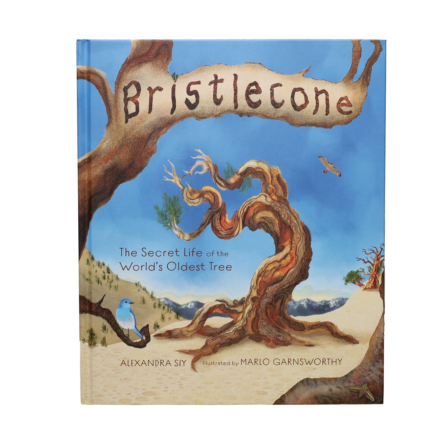 Bristlecone: Secret Life of World&#39;s Oldest Tree