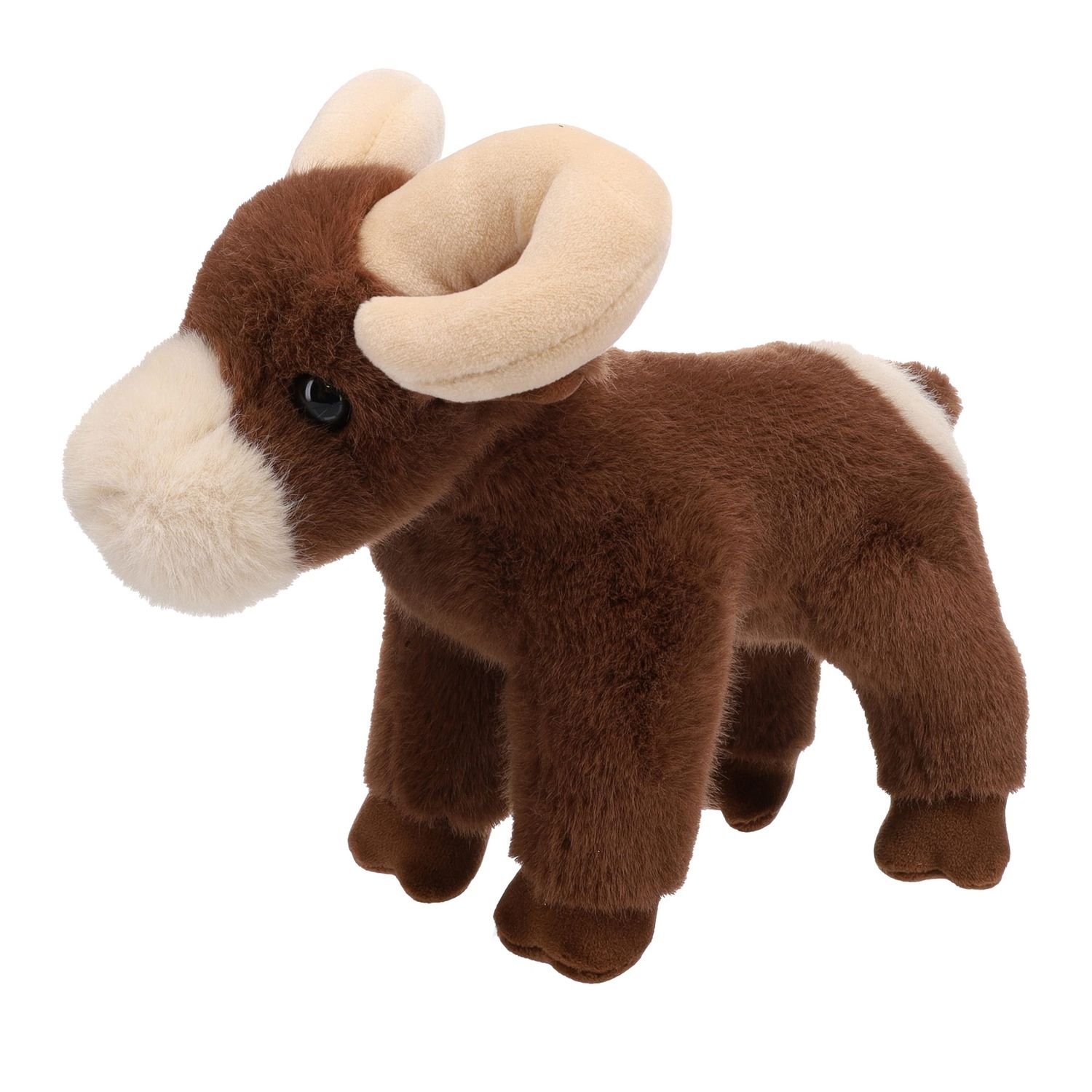 Burly Big Horn Sheep