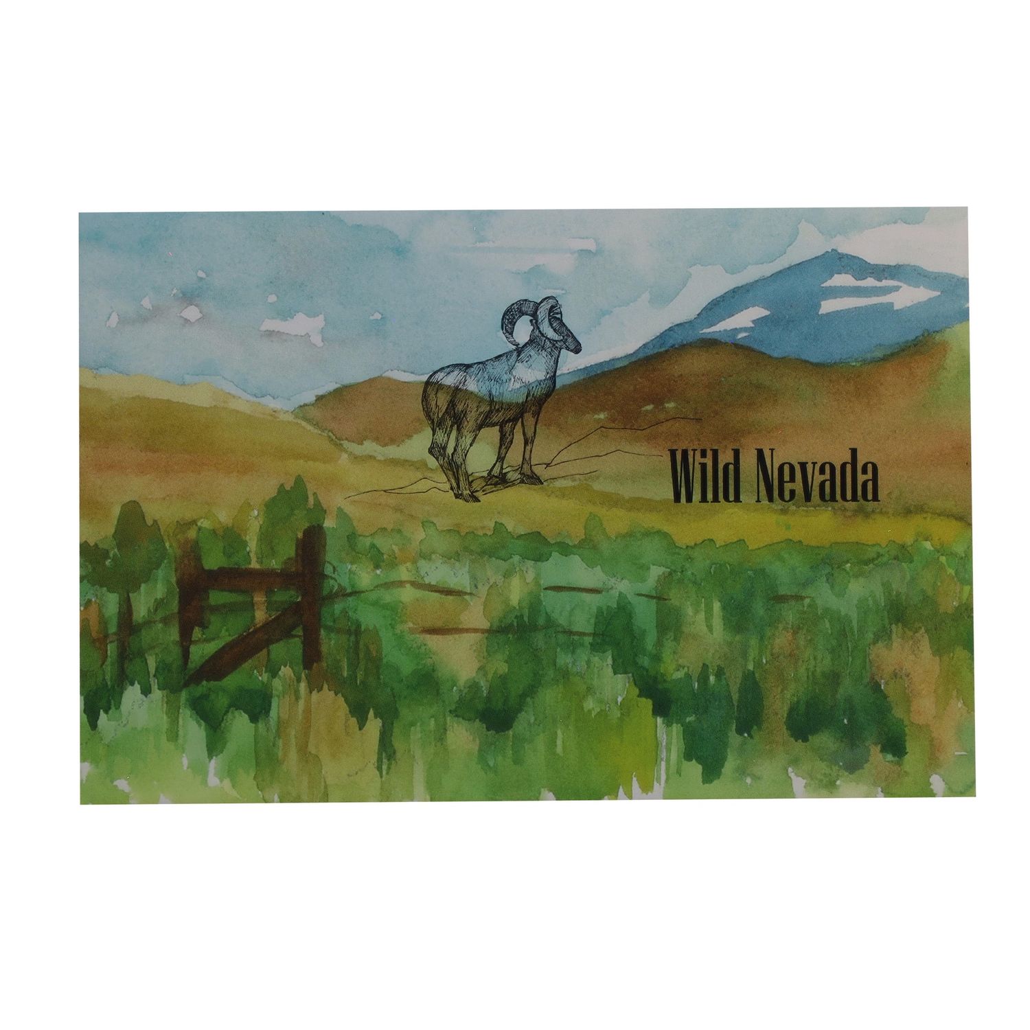 Wild Nevada Bighorn Postcard