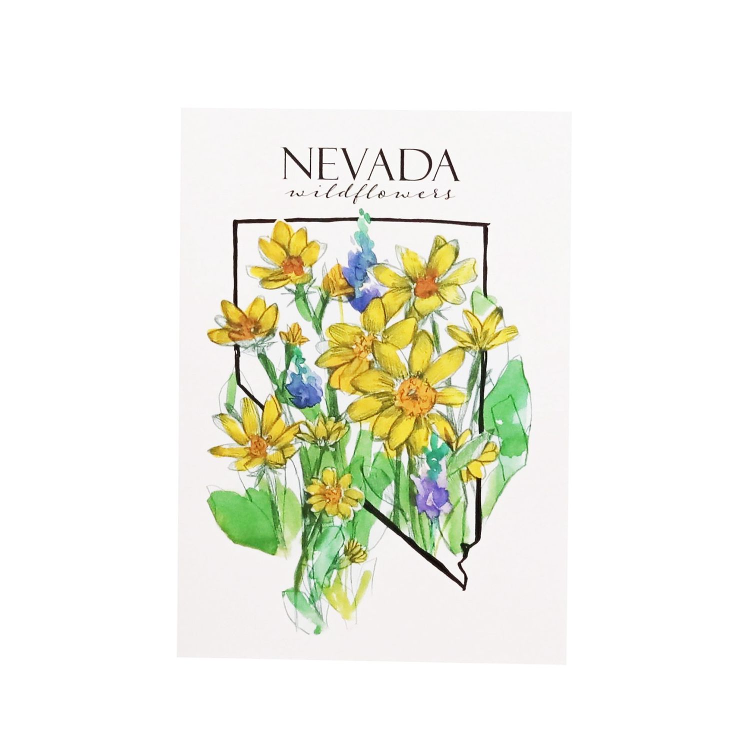 Nevada Wildflowers Postcard