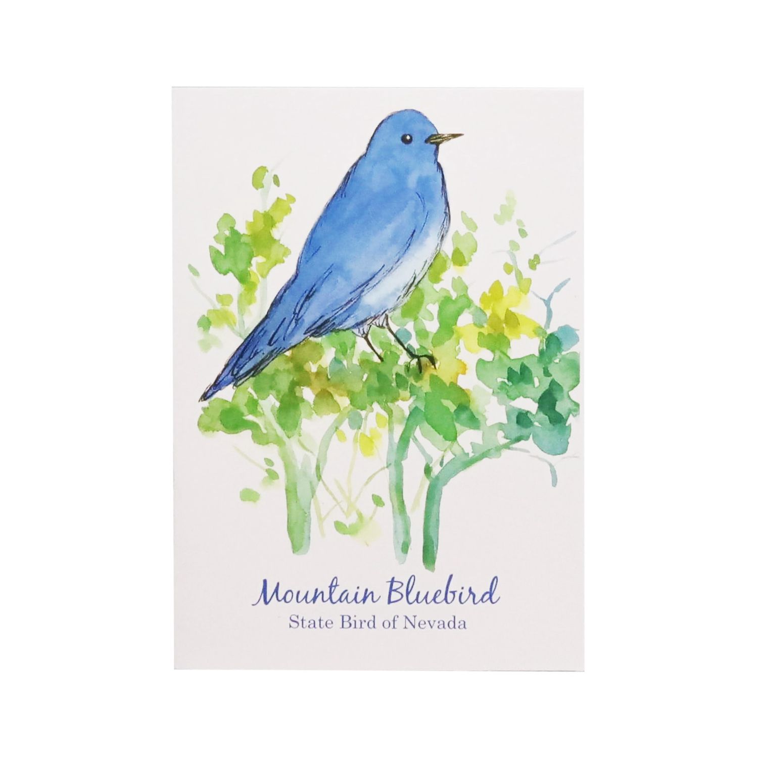 Watercolor Greeting Card, Design: Mountain Bluebird