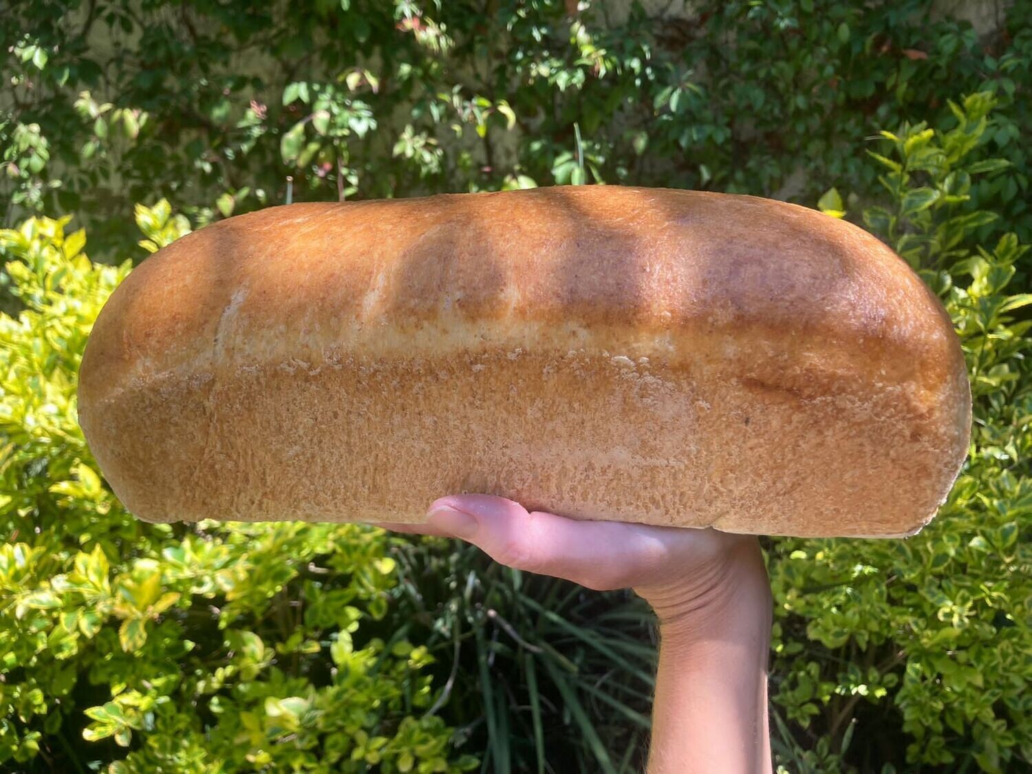 Pan de caja integral
