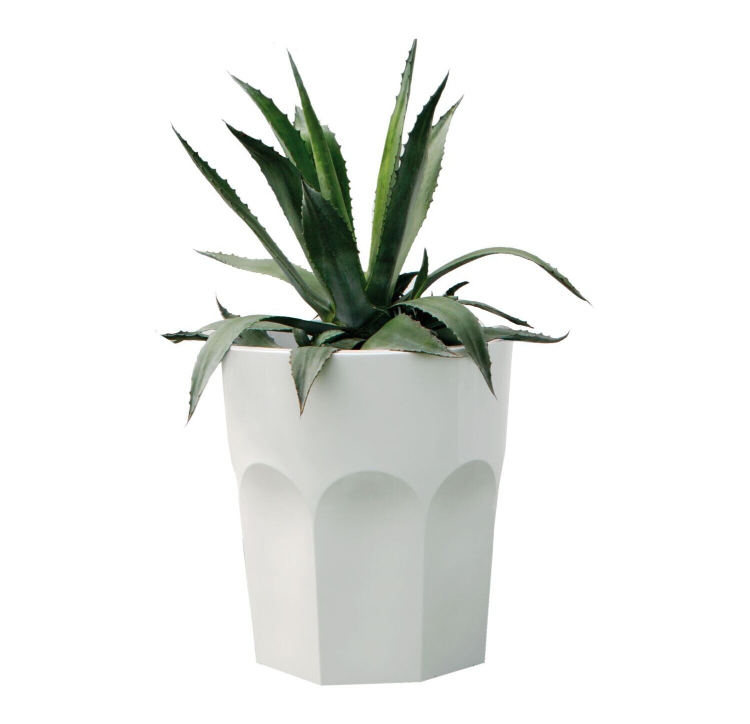 Plust CUBALIBRE |vaso|
