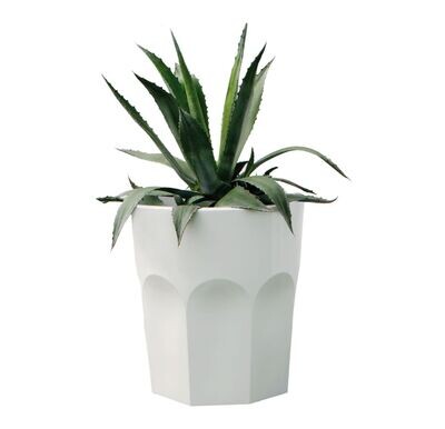 Plust CUBALIBRE |vaso|