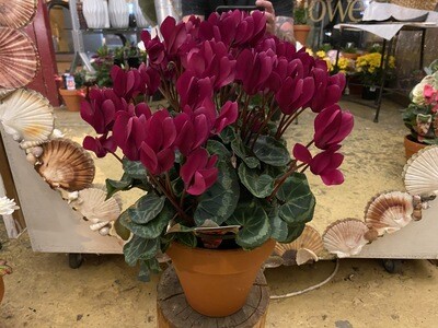 Potted Cyclamen Large Flowered Hybrid (Cyclamen persicum)