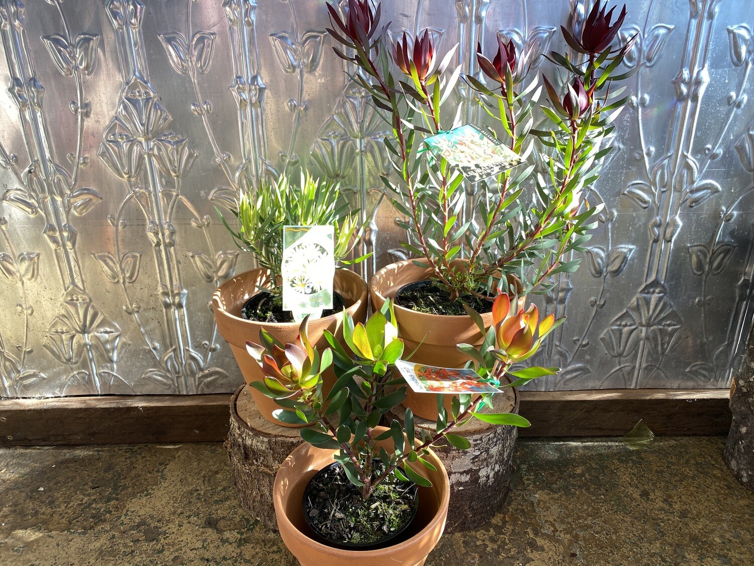 Potted Leucadendron