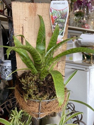 Potted Bromeliad (Vriesea sp.)