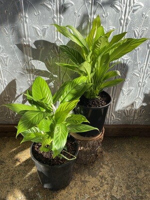 Potted Peace Lily (Spathiphyllum wallisii)
