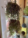 Gardeners Selection - Hanging Indoor Plant