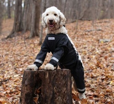 muddy mutts dog pants