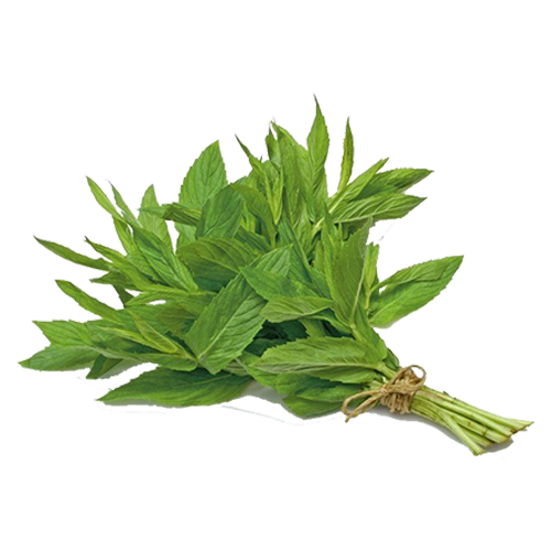Menthe