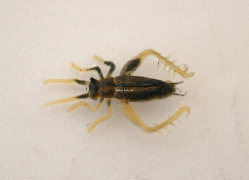 5147-22 SMALL BROWN CRICKET 2/PACK