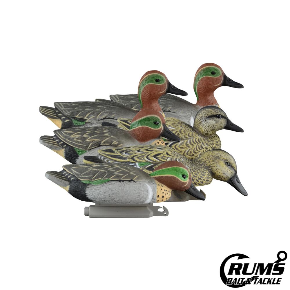 STANDARD GREEN WING TEAL 6PK