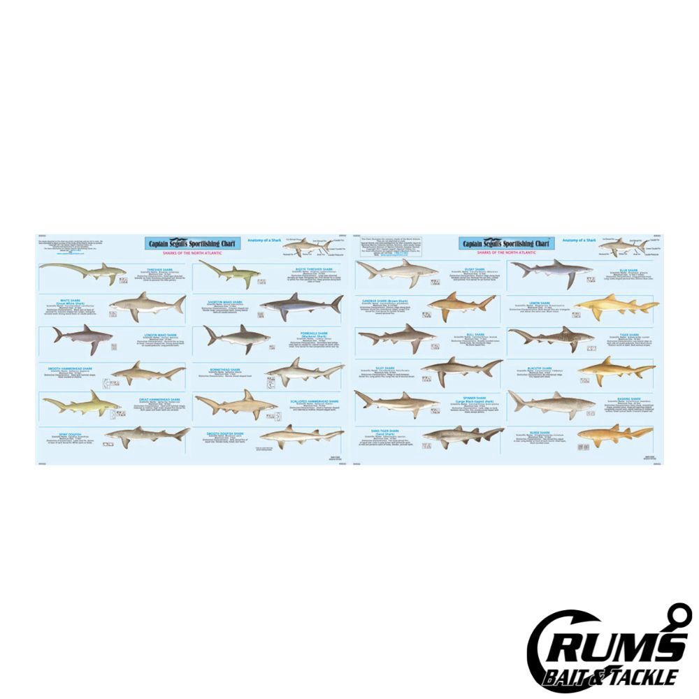 SHARK ID