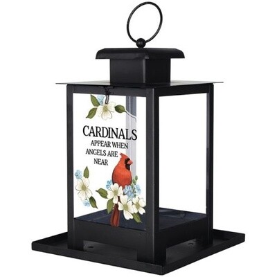 Cardinals Appear Bird Feeder