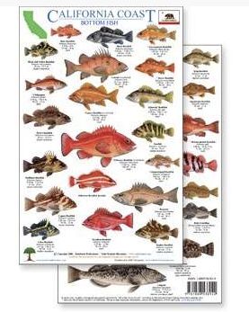 CALIFORNIA ROCK FISH CARD