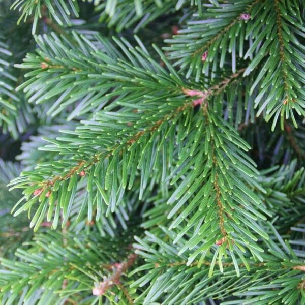 Nordmann Fir