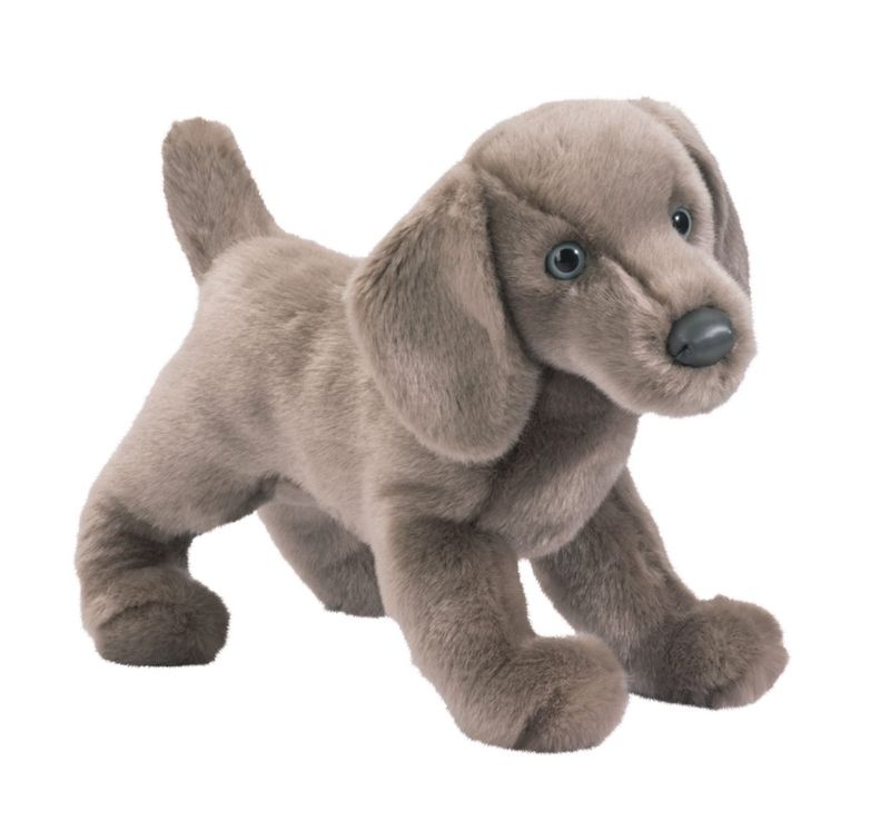 Douglas Cassie Weimaraner
