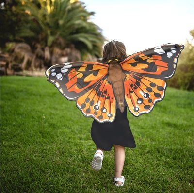 InsectLore Painted Lady Butterfly Wings