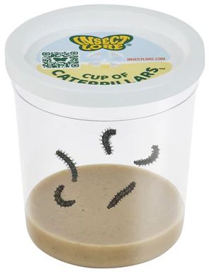 Insect Lore Live Caterpillar Cup- 5pack