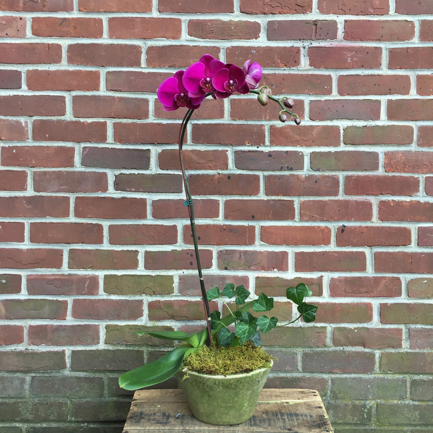 Small Orchid Planter