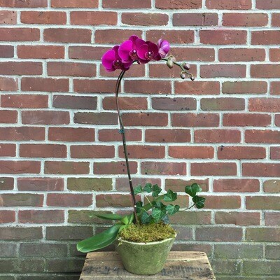 Small Orchid Planter