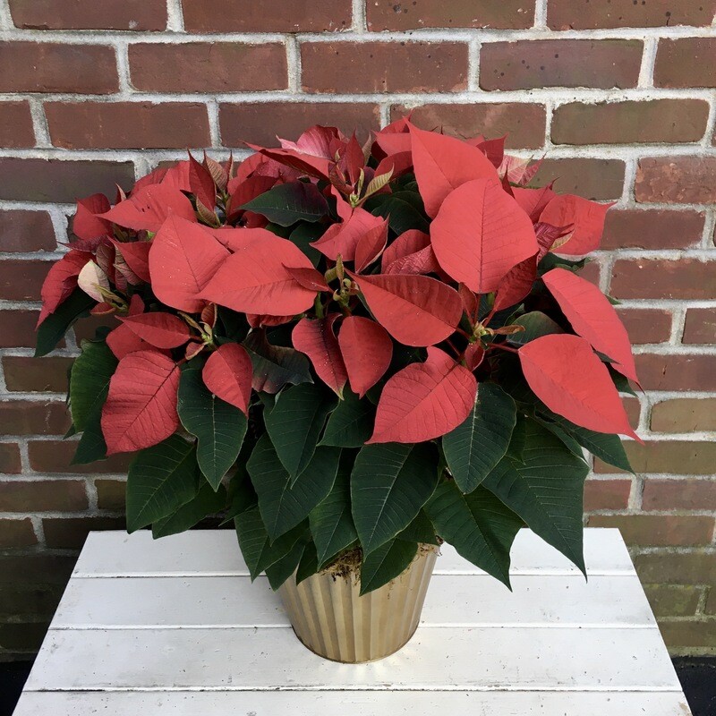 Large Poinsettia 10&quot; in Gold Pot
