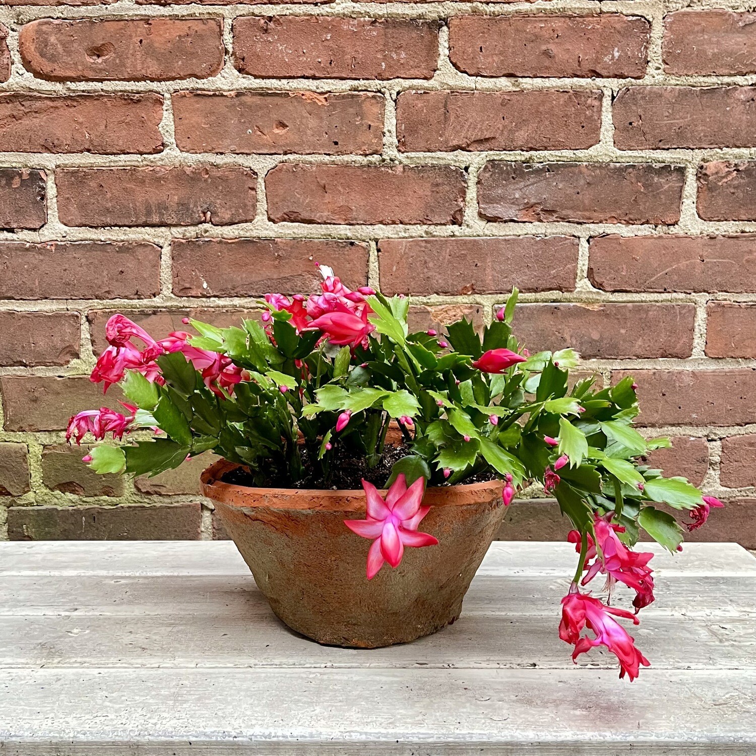 Christmas Cactus in Rustic Pot