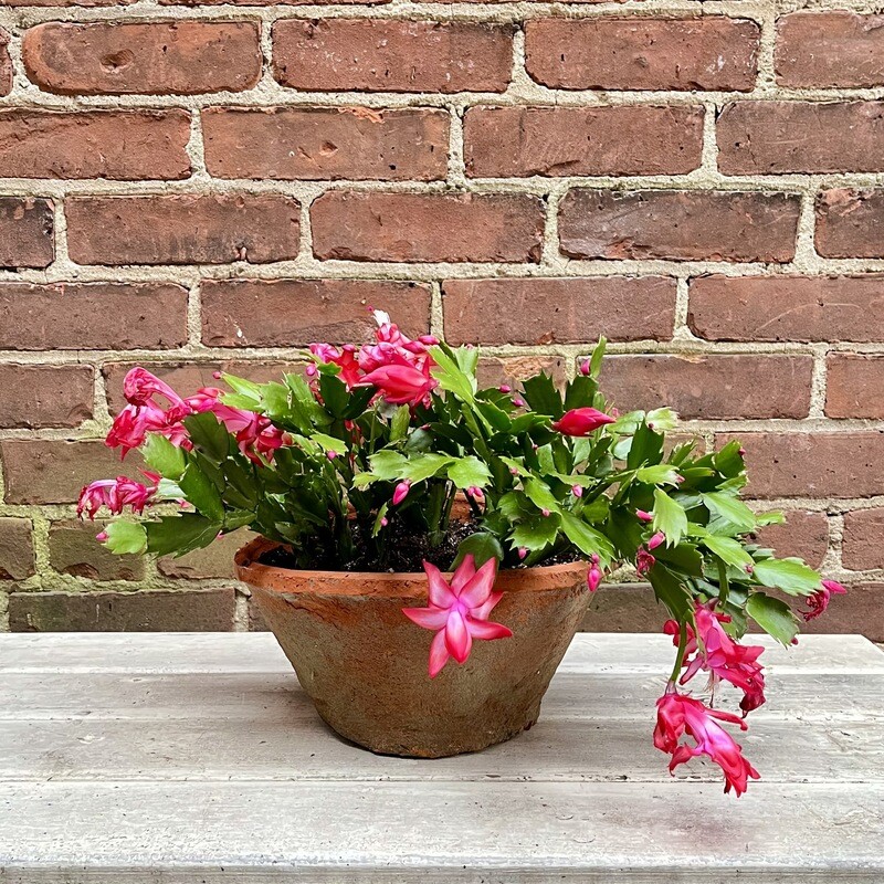 Christmas Cactus in Rustic Pot